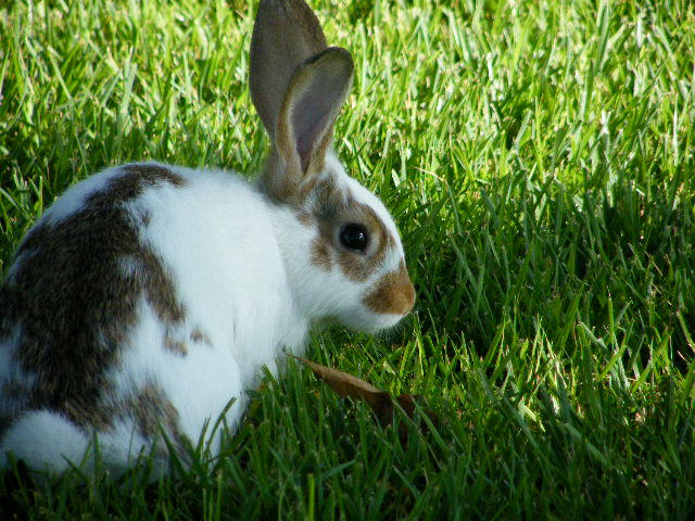 Drake by The-Phan on DeviantArt