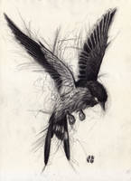 Swallow bird 