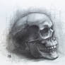 Skull Sketch