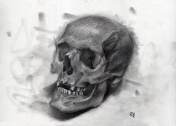 Skull Sketch 2