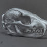 Grey Fox Skull