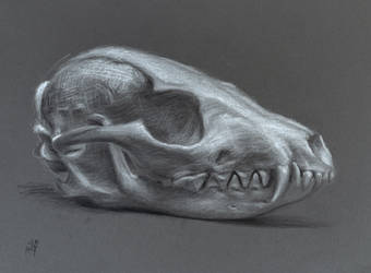 Grey Fox Skull