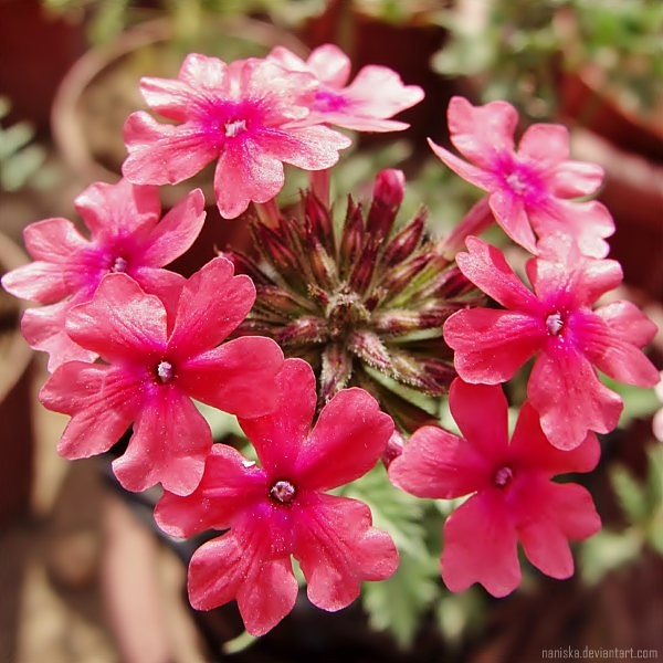 Verbena flowers