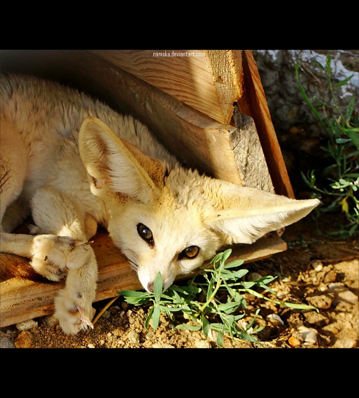 Fennec