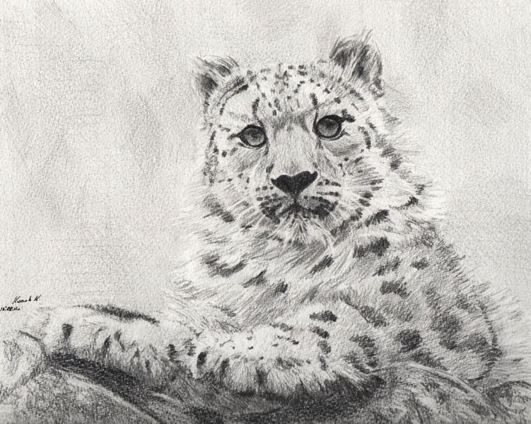 Snow leopard