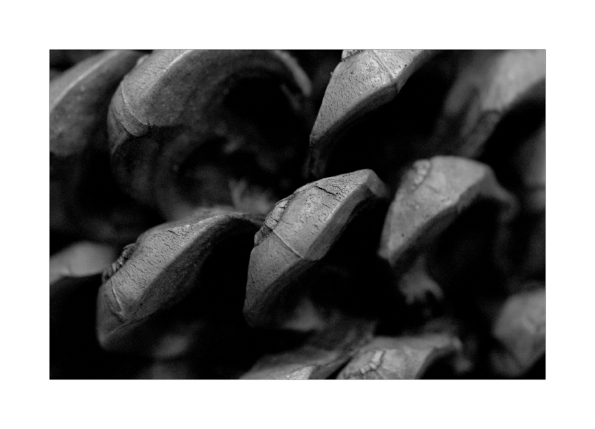 Macro - Pine Cone