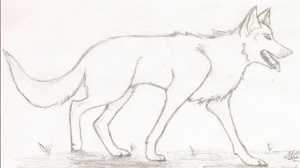 Wolf Sketch