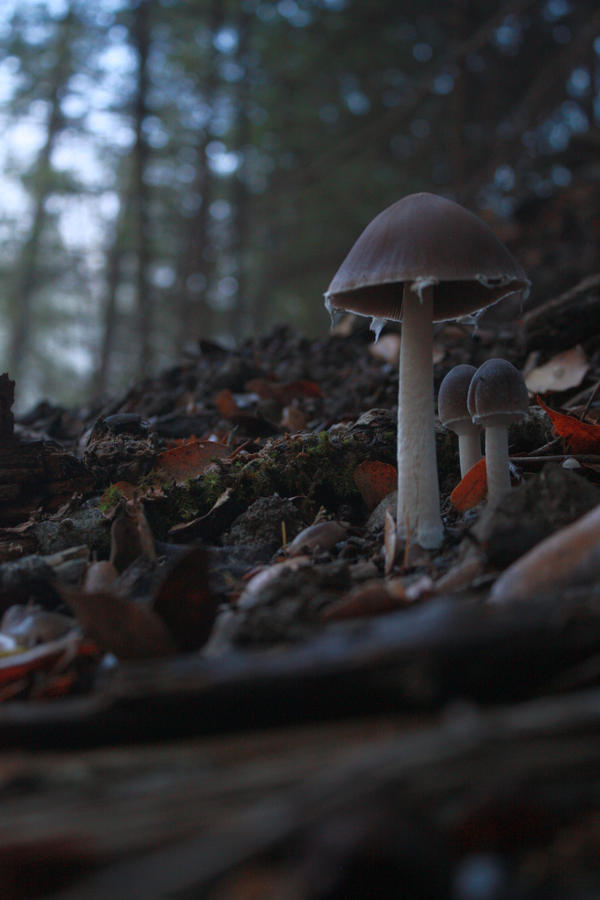 On the Forest Floor