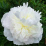 White Peony