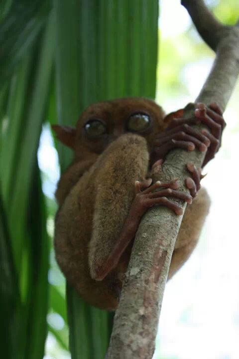 Tarsier