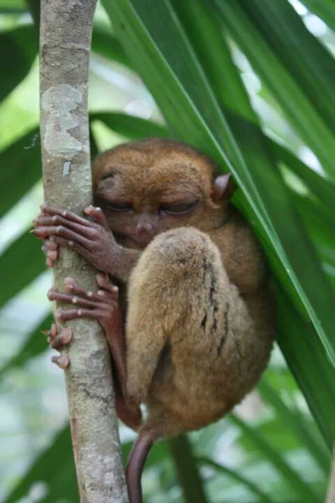 Sleepy Tarsier