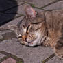 Sun bathing cat