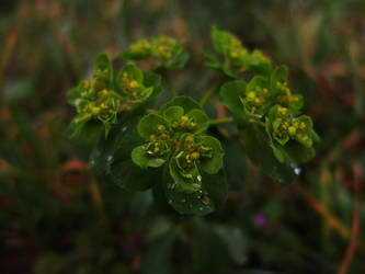 Beautiful green