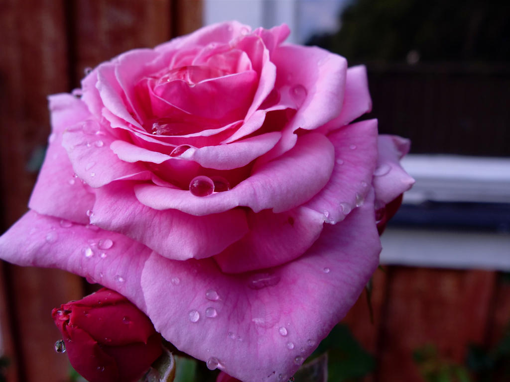 After the rain by Michawolf13 After the rain by Michawolf13