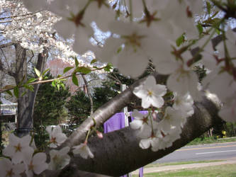 Lent in Matthews, NC 2019 10