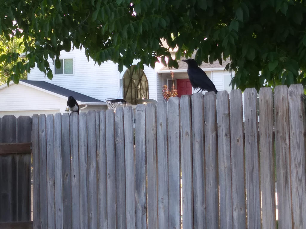 Fence Birds #1