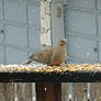 Mourning Dove 