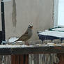 0222231255c  Crowned Sparrow