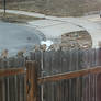 Lots of mourning doves 3/12/3023