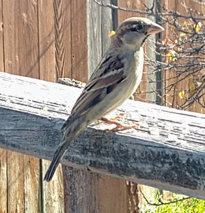 Female house sparrow