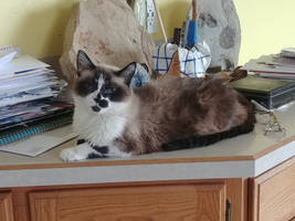 Missy on the Counter