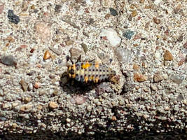 This is a ladybug