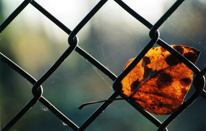 Natures Stained Glass