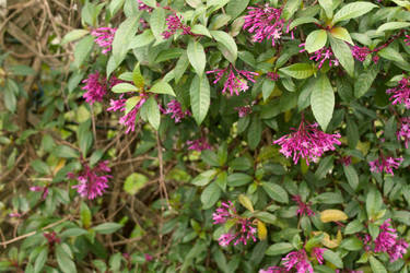 Garden flowers