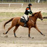 Horse Trials Stock 10