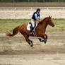 Horse Trials Stock 11