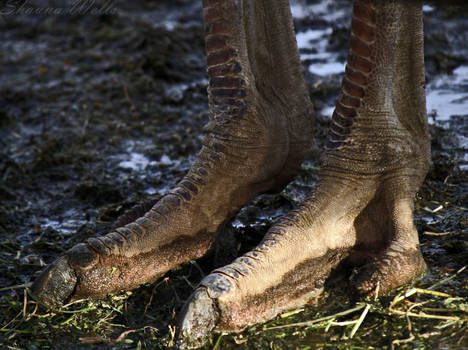 Ostrich Toes