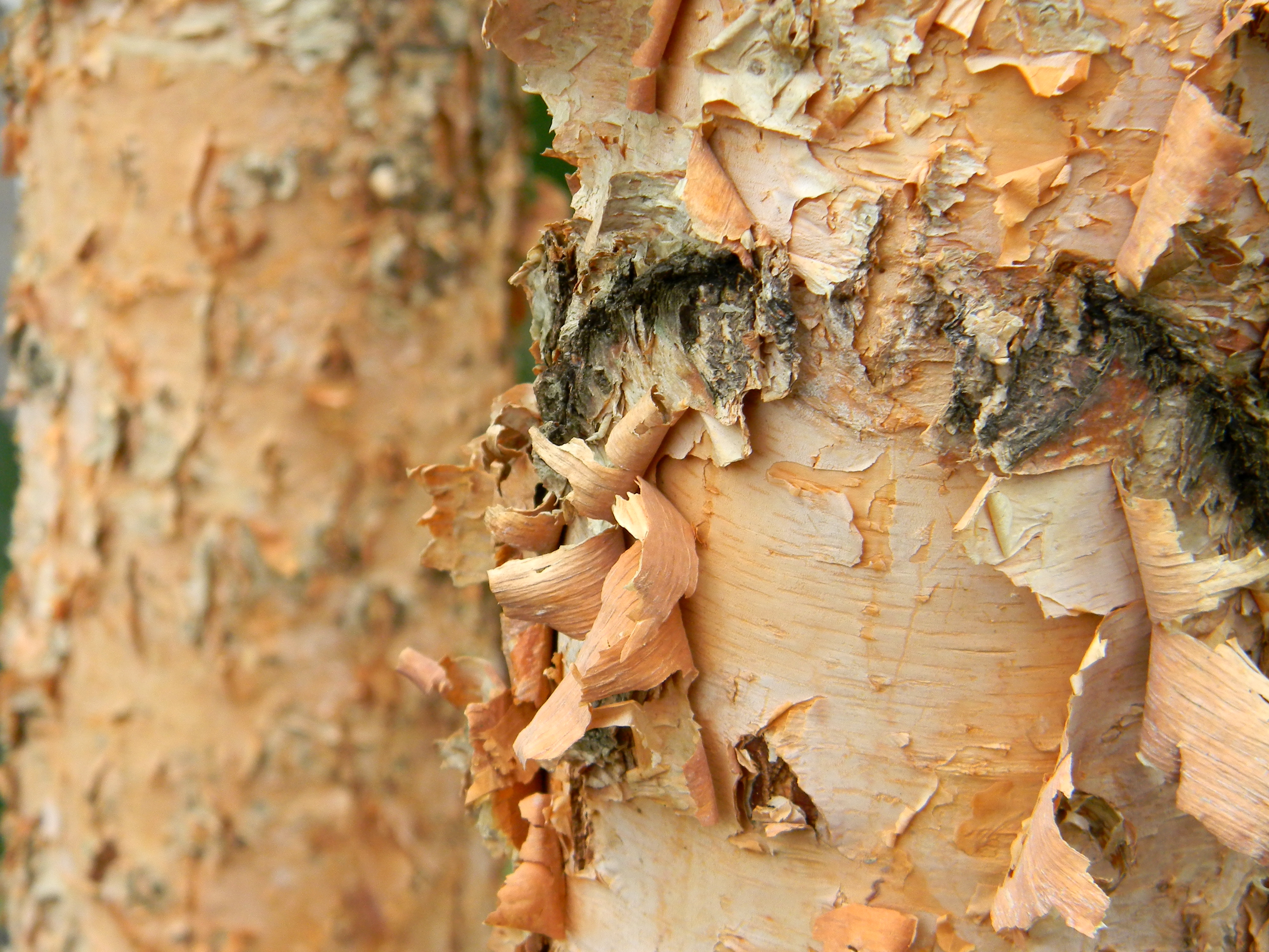 Peeling Bark