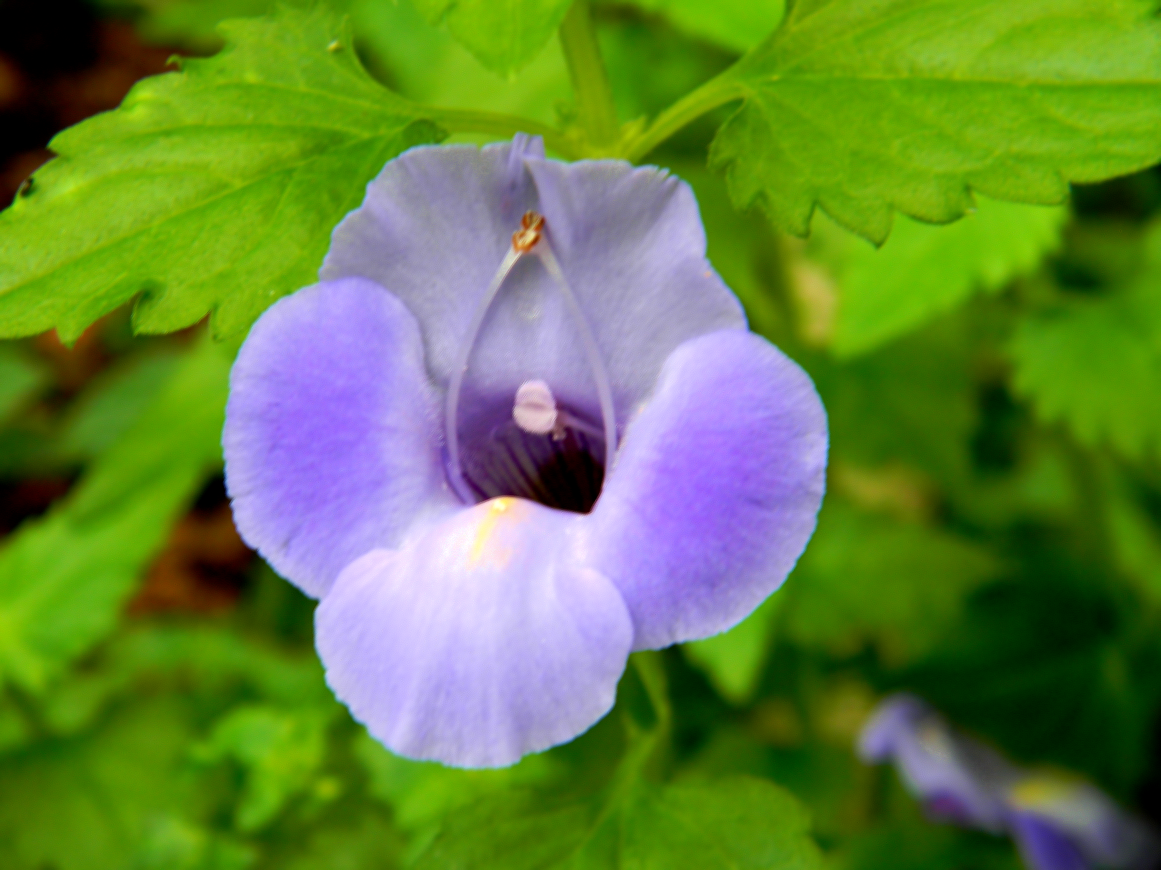 Variegated Purple Heart Vine