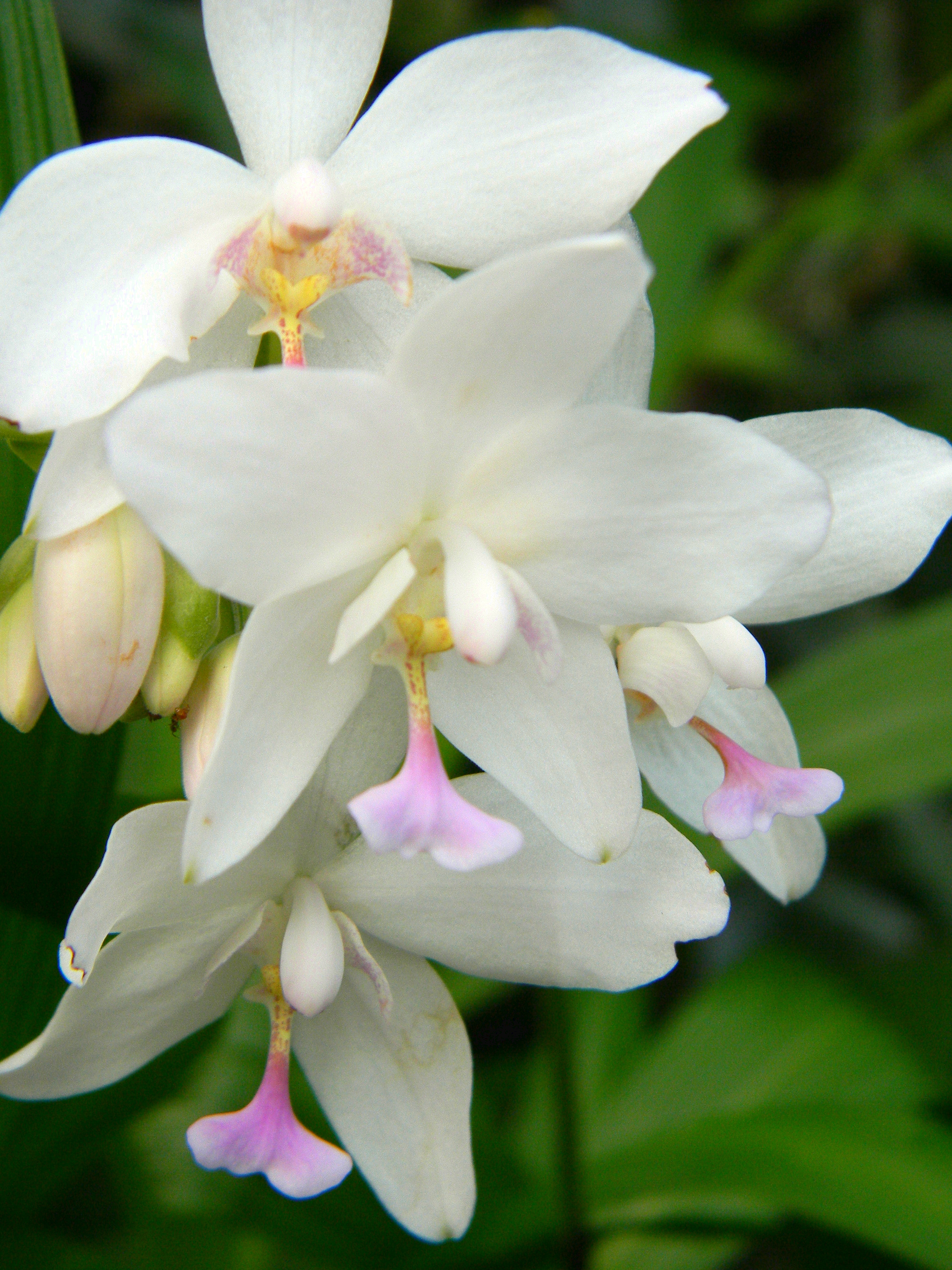 Spathoglottis Plicata