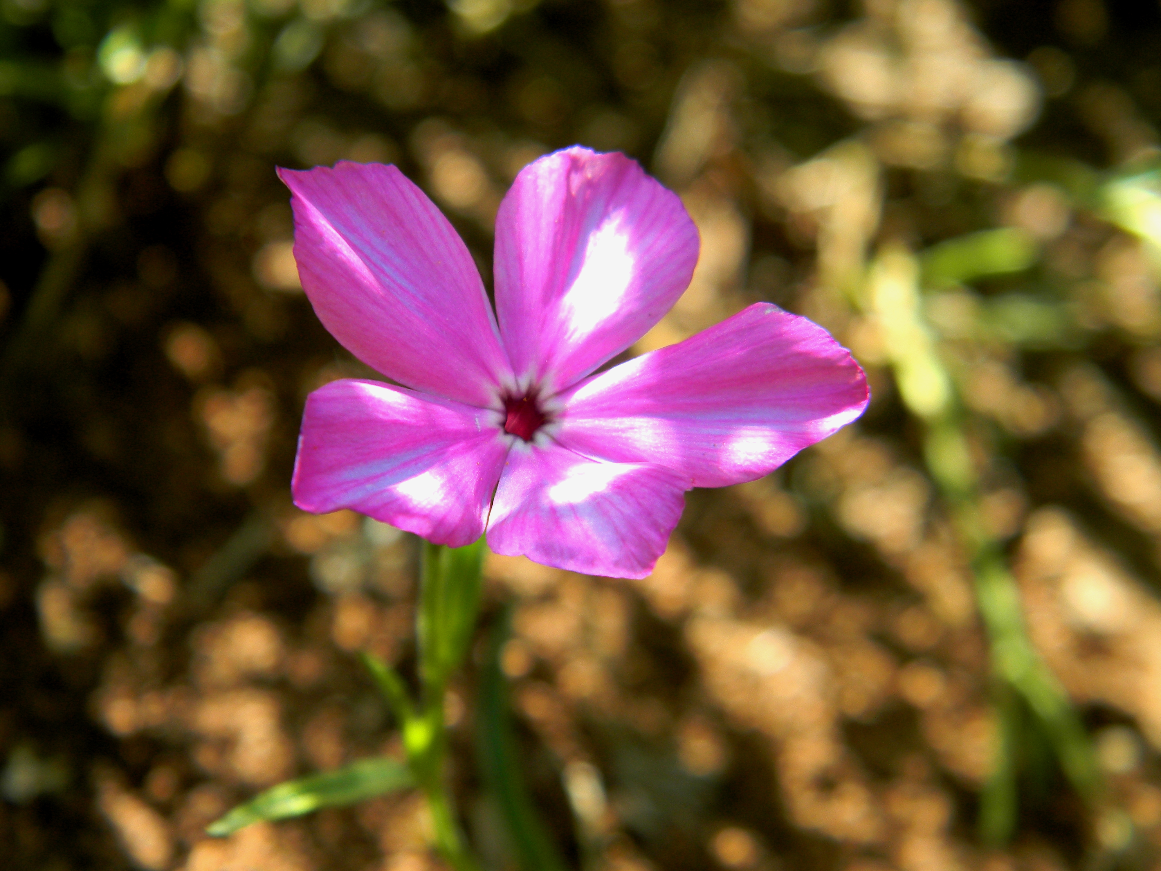 Phlox from Above