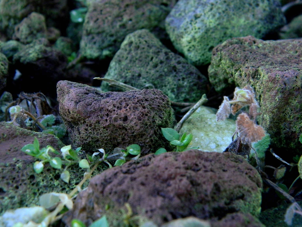 Musty Rocks Mossy Rocks by lost-photographer on DeviantArt
