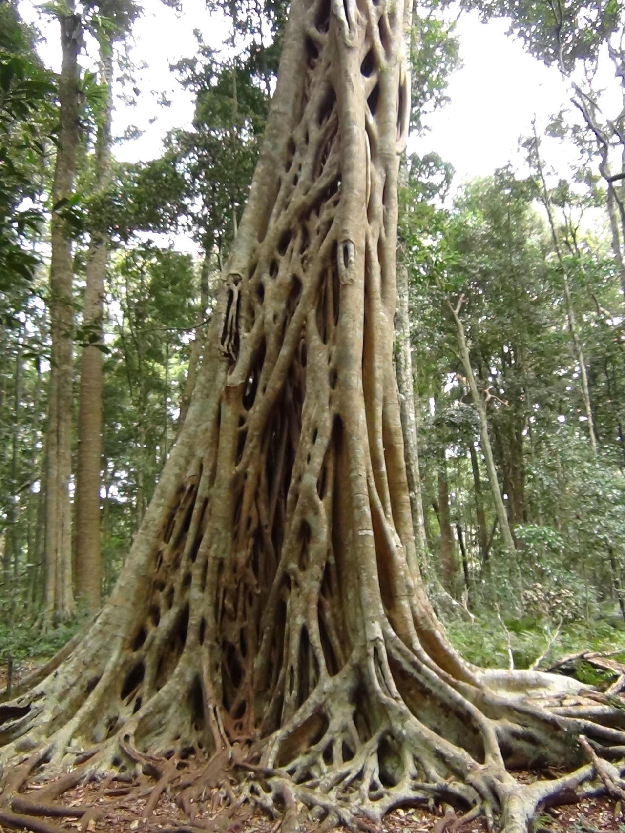 Strangular Figs Another Strangler Fig... by foquinha156 on DeviantArt