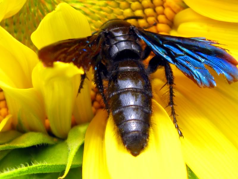 Blue Flower Wasp