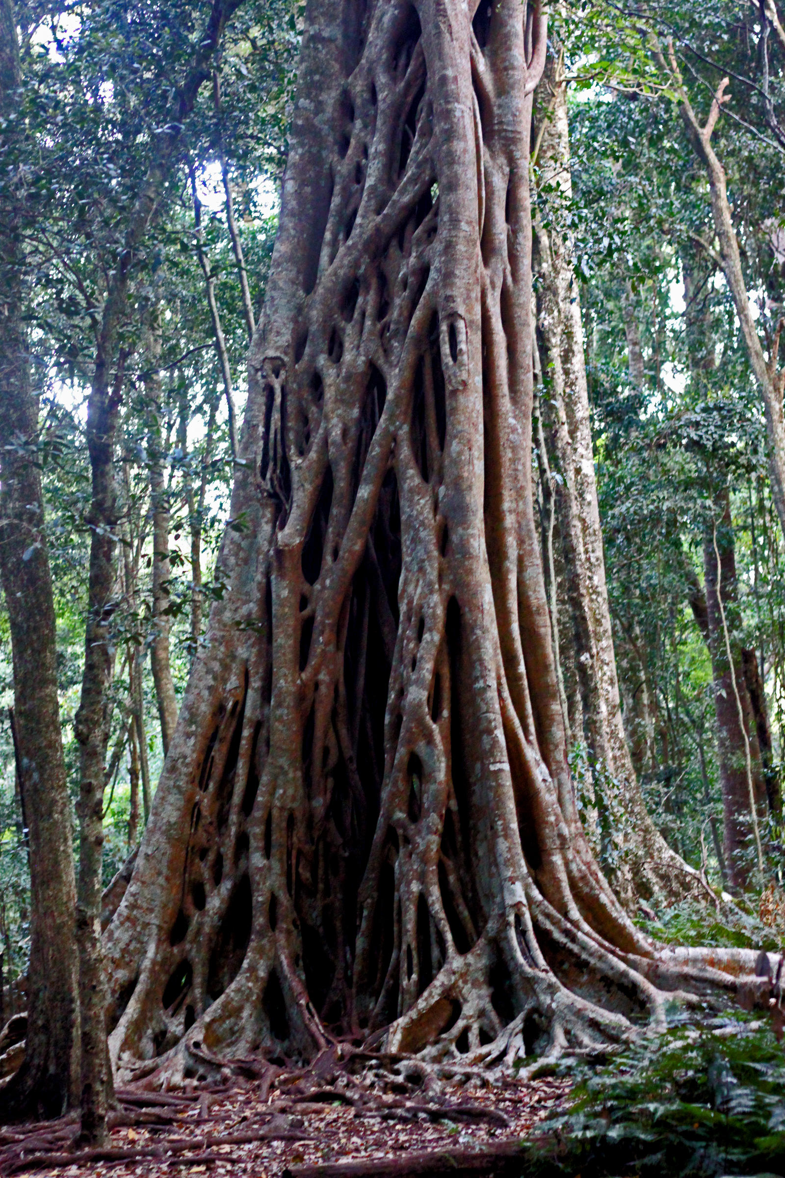 Strangular Figs Strangler Fig V by foquinha156 on DeviantArt