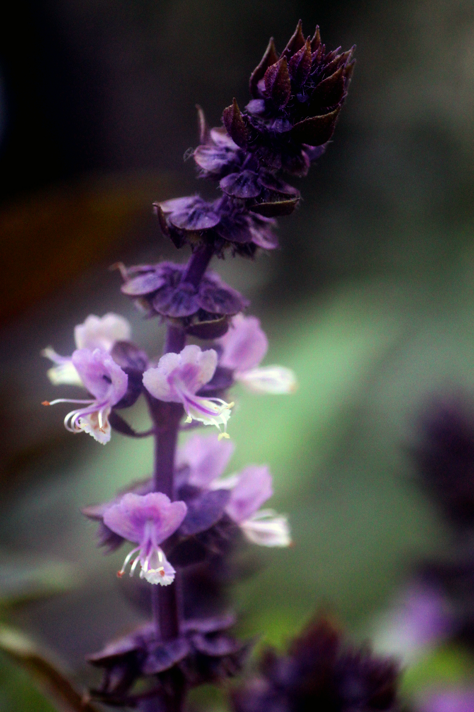 Basil In Flower