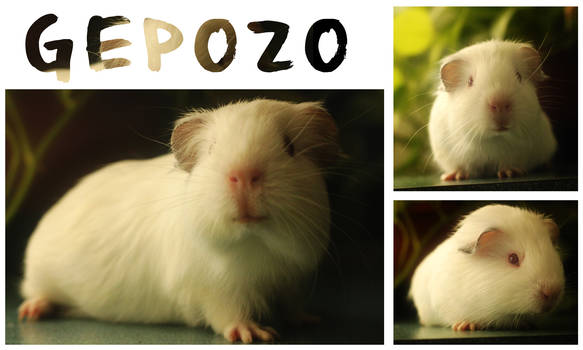 Gepozo - 5 Weeks