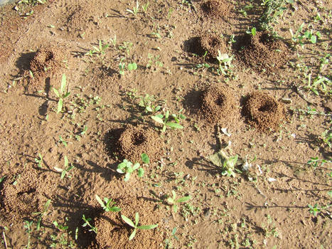 mysterious holes: ant's houses