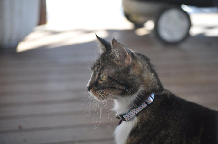 Riley, cat by kyrahorse14 on DeviantArt