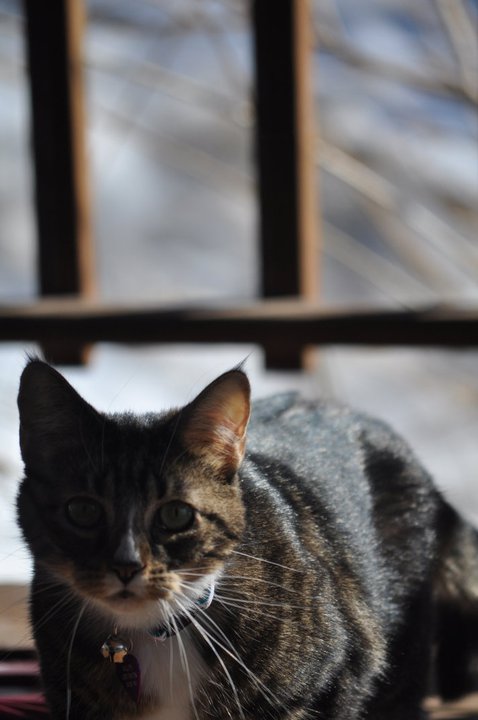 Riley, cat 2 by kyrahorse14 on DeviantArt