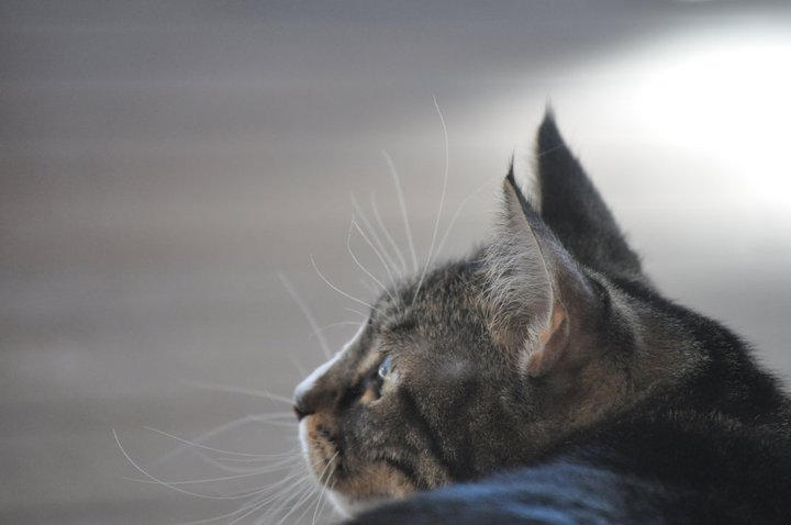 Riley, cat 3 by kyrahorse14 on DeviantArt