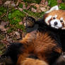 Red panda relaxing