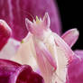 Orchid mantis closeup