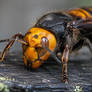 Giant asian hornet
