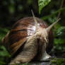 Giant African snail looking curious