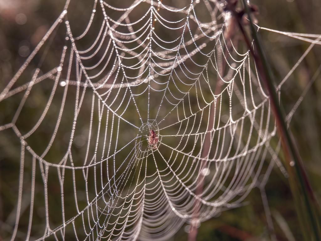 Outward Spider Web Spiderwebs- Isle of Skye 1 by AnkuWalker on DeviantArt